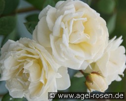 Manuel Canovas kaufen, click for more details Manuel Canovas