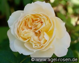 Marc-Antoine Charpentier kaufen, click for more details Marc-Antoine Charpentier