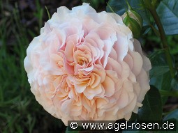 Marlène Charell kaufen, click for more details Marlène Charell