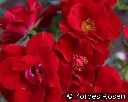 Marondo kaufen, click for more details Marondo