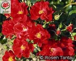 Matador kaufen, click for more details Matador