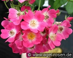 Mozart kaufen, click for more details Mozart