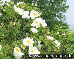 Nevada kaufen, click for more details Nevada