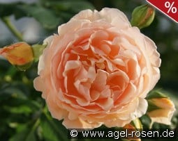 Nicole Mioulane kaufen, click for more details Nicole Mioulane