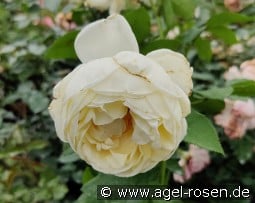 Nina Renaissance kaufen, click for more details Nina Renaissance