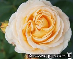 Odile Masquelier syn Dany Hohn kaufen, click for more details Odile Masquelier syn Dany Hohn