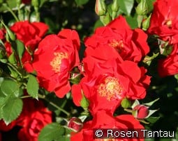 Paprika kaufen, click for more details Paprika