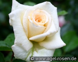 Pauline kaufen, click for more details Pauline