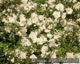 Pearl Meidiland kaufen, click for more details Pearl Meidiland