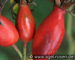 PiRo 3 - Pillnitzer Vitaminrose kaufen, click for more details PiRo 3 - Pillnitzer Vitaminrose