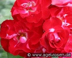 Pirouette kaufen, click for more details Pirouette