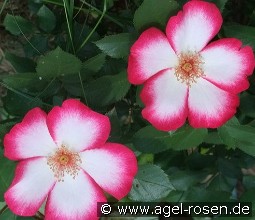 Pretty Kiss kaufen, click for more details Pretty Kiss