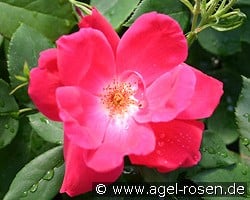 Purple Meidiland kaufen, click for more details Purple Meidiland