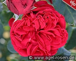 Red Eden Rose kaufen, click for more details Red Eden Rose