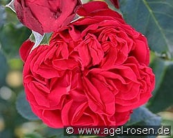 Red Eden Rose kaufen, click for more details Red Eden Rose