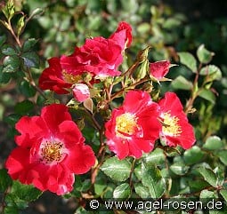 Red Meidiland kaufen, click for more details Red Meidiland