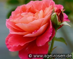 Reine Sammut kaufen, click for more details Reine Sammut