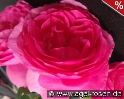 Renée van Wegberg Essbare Rose kaufen, click for more details Renée van Wegberg Essbare Rose