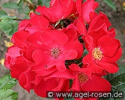 Robusta kaufen, click for more details Robusta
