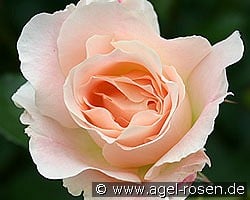 Rokoko kaufen, click for more details Rokoko