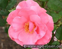 Romanze kaufen, click for more details Romanze