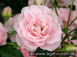 Rosario kaufen, click for more details Rosario