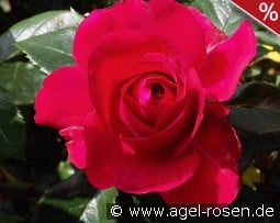Rose Clos Vougeot kaufen, click for more details Rose Clos Vougeot