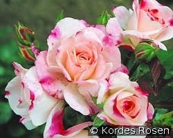 Rosenstadt Freising kaufen, click for more details Rosenstadt Freising