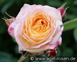 Rosomane Janon kaufen, click for more details Rosomane Janon