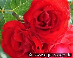 Royal Show kaufen, click for more details Royal Show