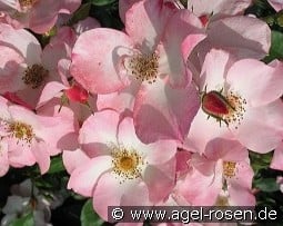 Rush kaufen, click for more details Rush