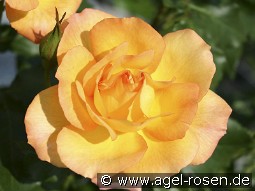 Sahara kaufen, click for more details Sahara