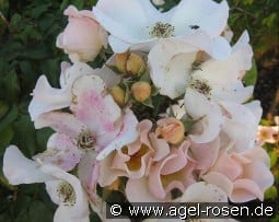 Sally Holmes kaufen, click for more details Sally Holmes