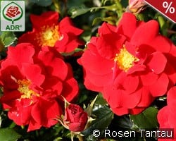 Salsa kaufen, click for more details Salsa