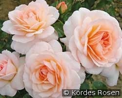 Schloß Eutin kaufen, click for more details Schloß Eutin