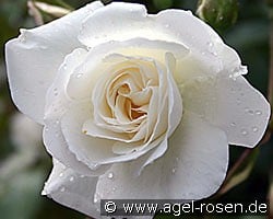 Schneewittchen kaufen, click for more details Schneewittchen
