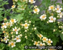 Seppenrader Schneezauber kaufen, click for more details Seppenrader Schneezauber