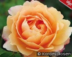 Sonnenwelt kaufen, click for more details Sonnenwelt