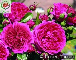 Soul kaufen, click for more details Soul