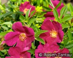 Strandperle Amrum kaufen, click for more details Strandperle Amrum