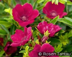 Strandperle Norderney kaufen, click for more details Strandperle Norderney