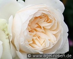 Summer Memories kaufen, click for more details Summer Memories