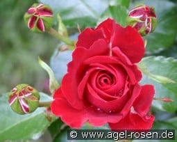 Tornella kaufen, click for more details Tornella