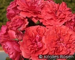 Uetersens Rosenkönigin kaufen, click for more details Uetersens Rosenkönigin