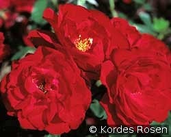 Ulmer Münster kaufen, click for more details Ulmer Münster