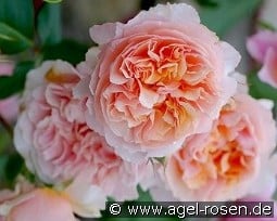 Versigny kaufen, click for more details Versigny