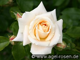 Wartburg '77 kaufen, click for more details Wartburg '77