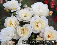 Weisse Wolke 2018 kaufen, click for more details Weisse Wolke 2018