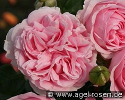 Wellenspiel kaufen, click for more details Wellenspiel