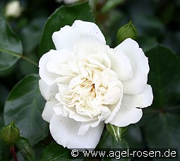 White Meidiland kaufen, click for more details White Meidiland